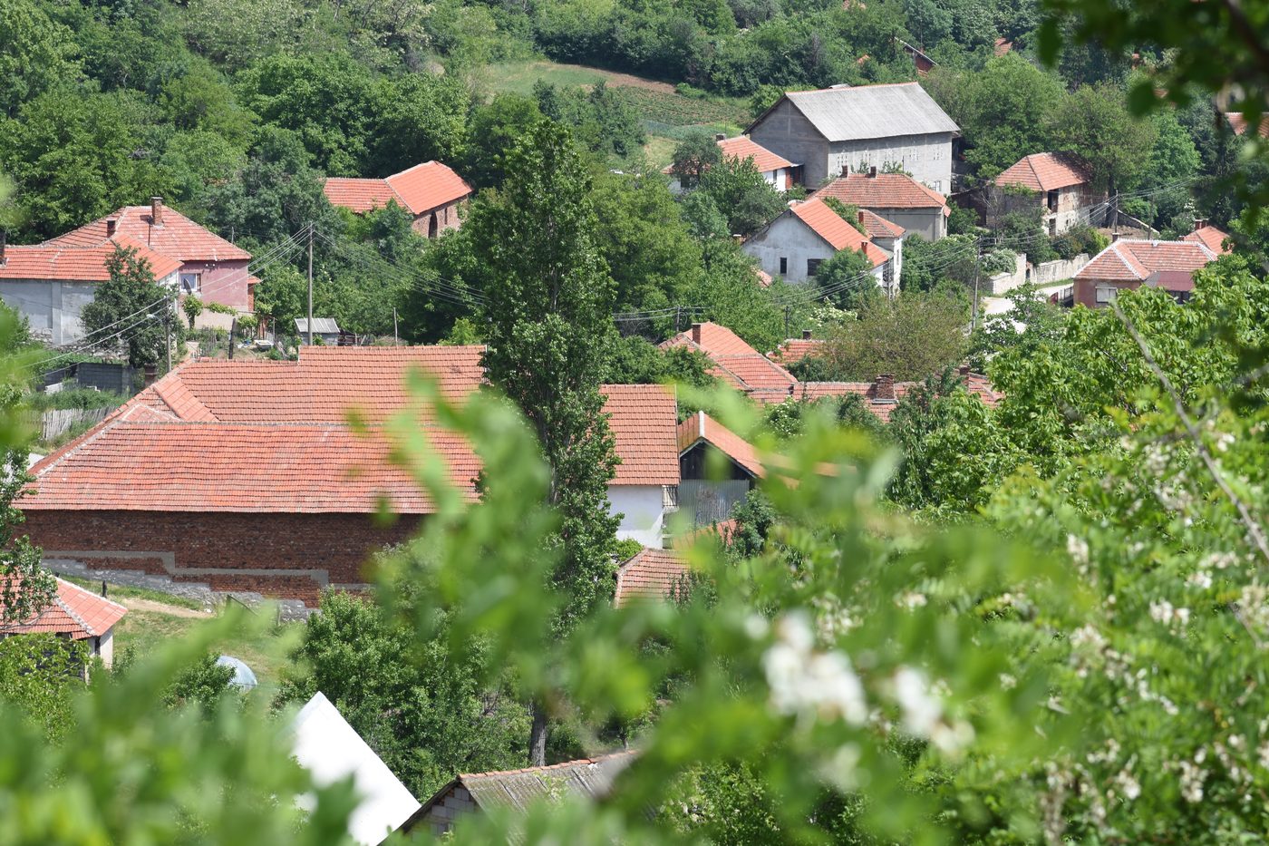 Bučje village panorama — Slavonian rural settlement with farmhouses, fields and forest behind