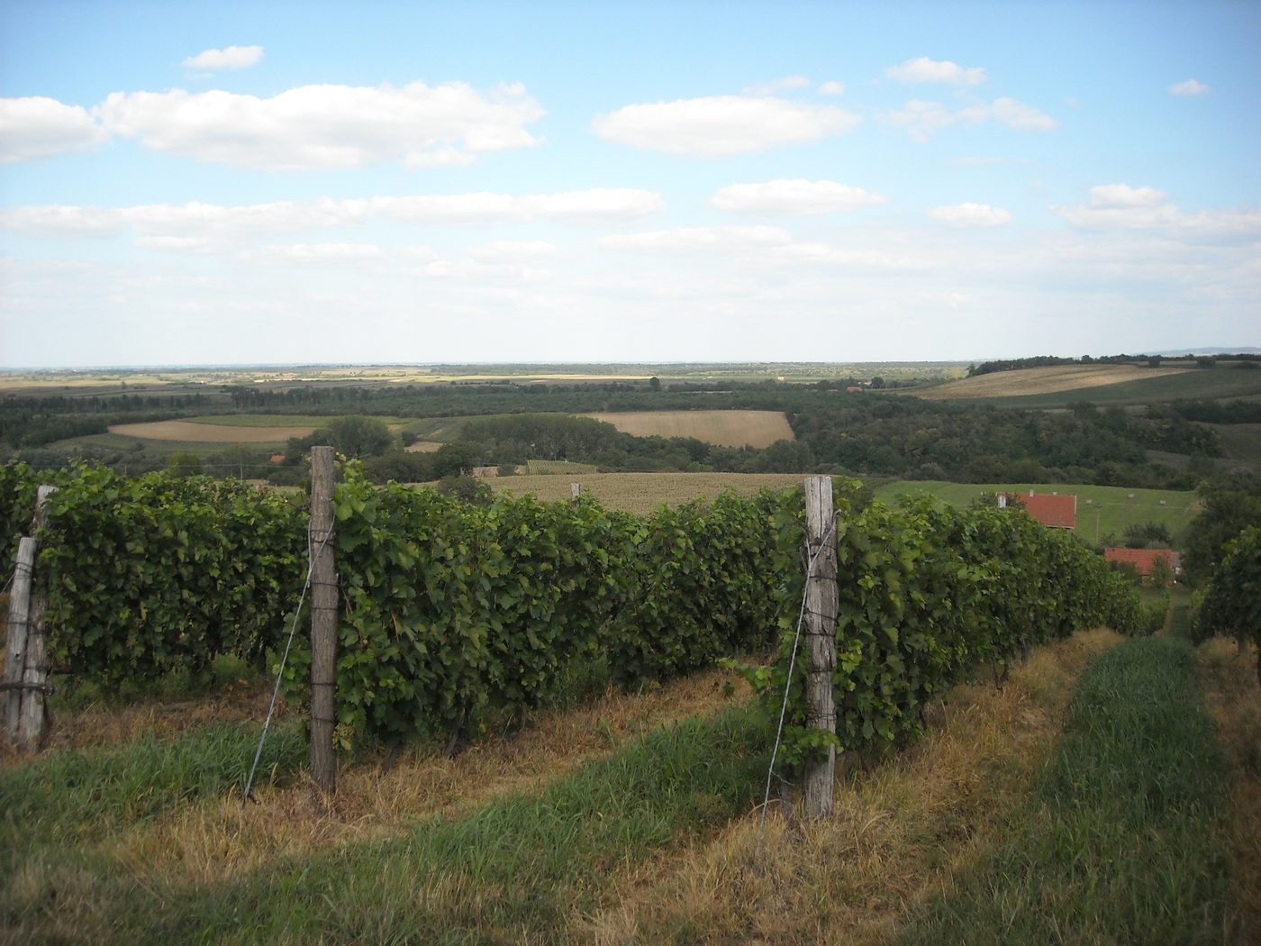 Vineyards on the Danube slopes near Ilok in eastern Slavonia