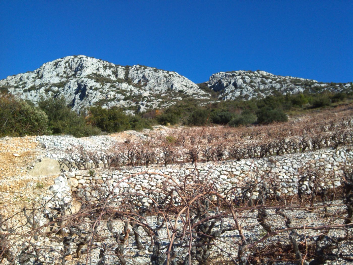Steep terraced vineyards on the south slope of Pelješac at Dingač, dropping toward the sea