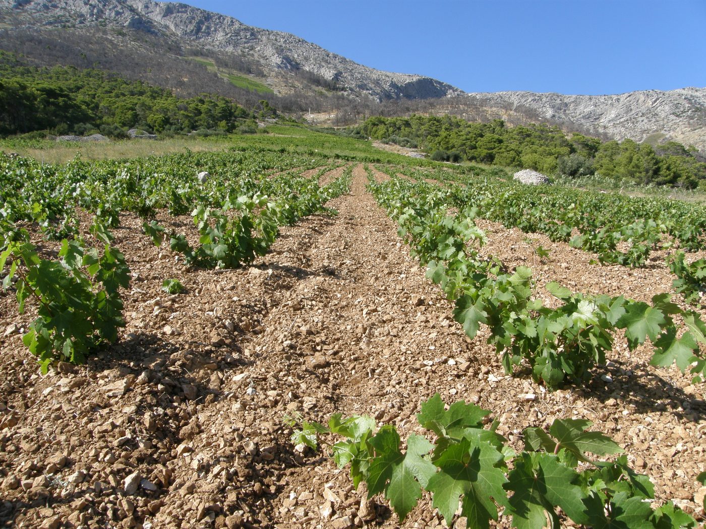 Hvar island vineyards in late-afternoon light, the Adriatic stretching toward the mainland in the background