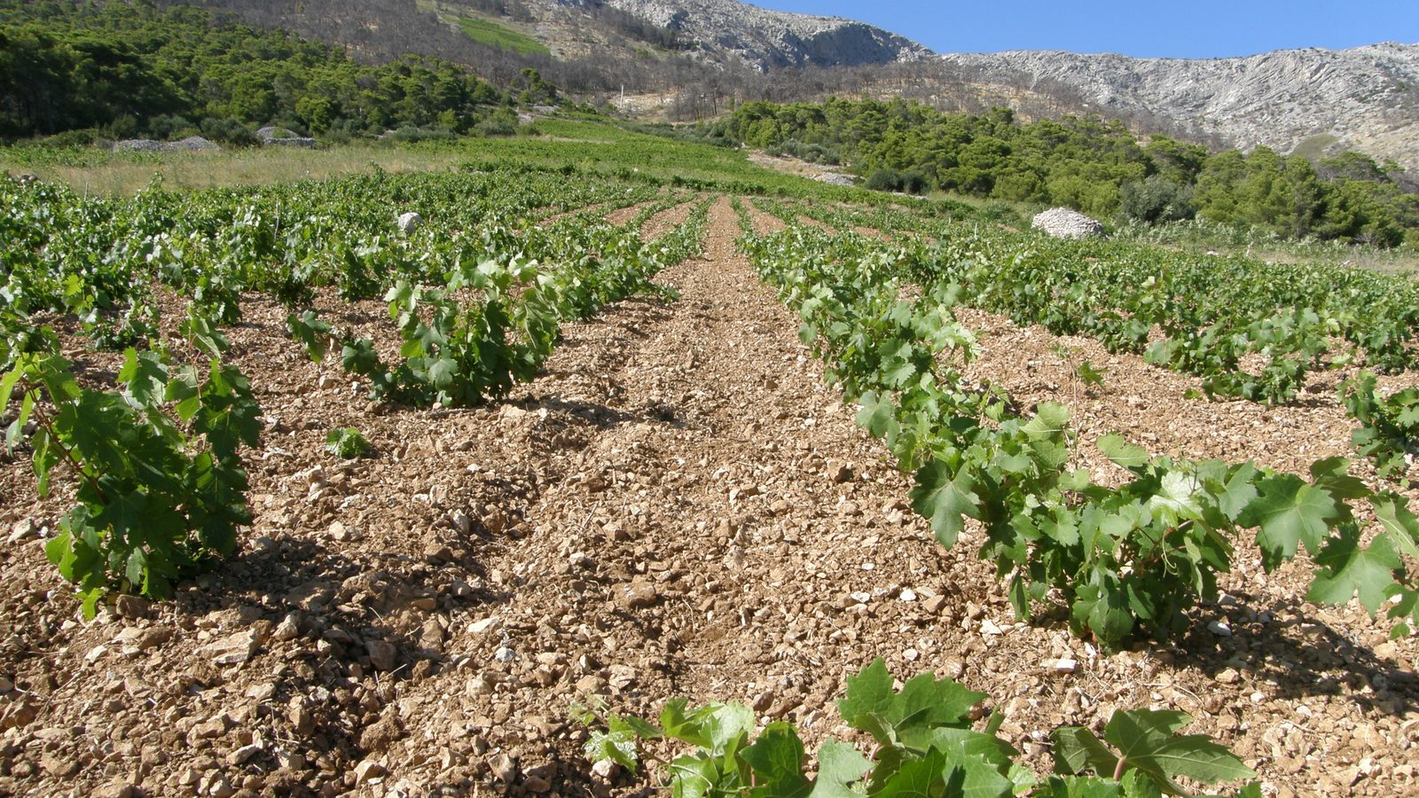 Vineyards on Hvar in late afternoon light with the Adriatic in the background