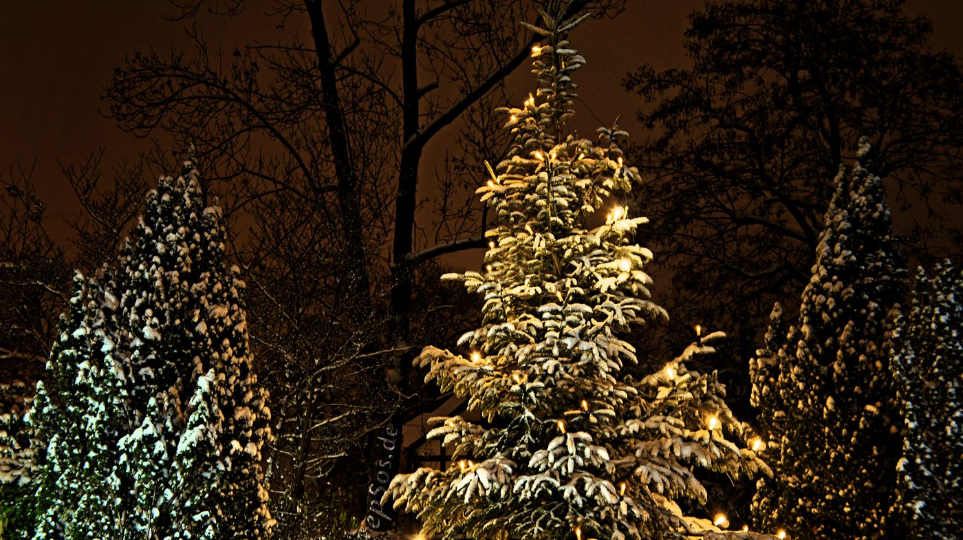 A Christmas tree glowing with warm yellow candle lights in a dark winter room