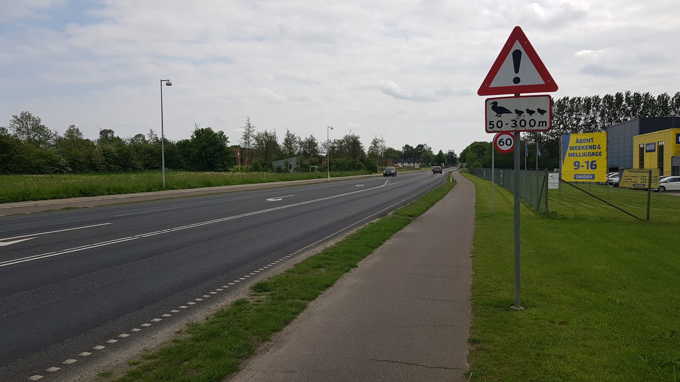 A Danish road sign reading "Pas på ænderne!" — Watch out for the ducks