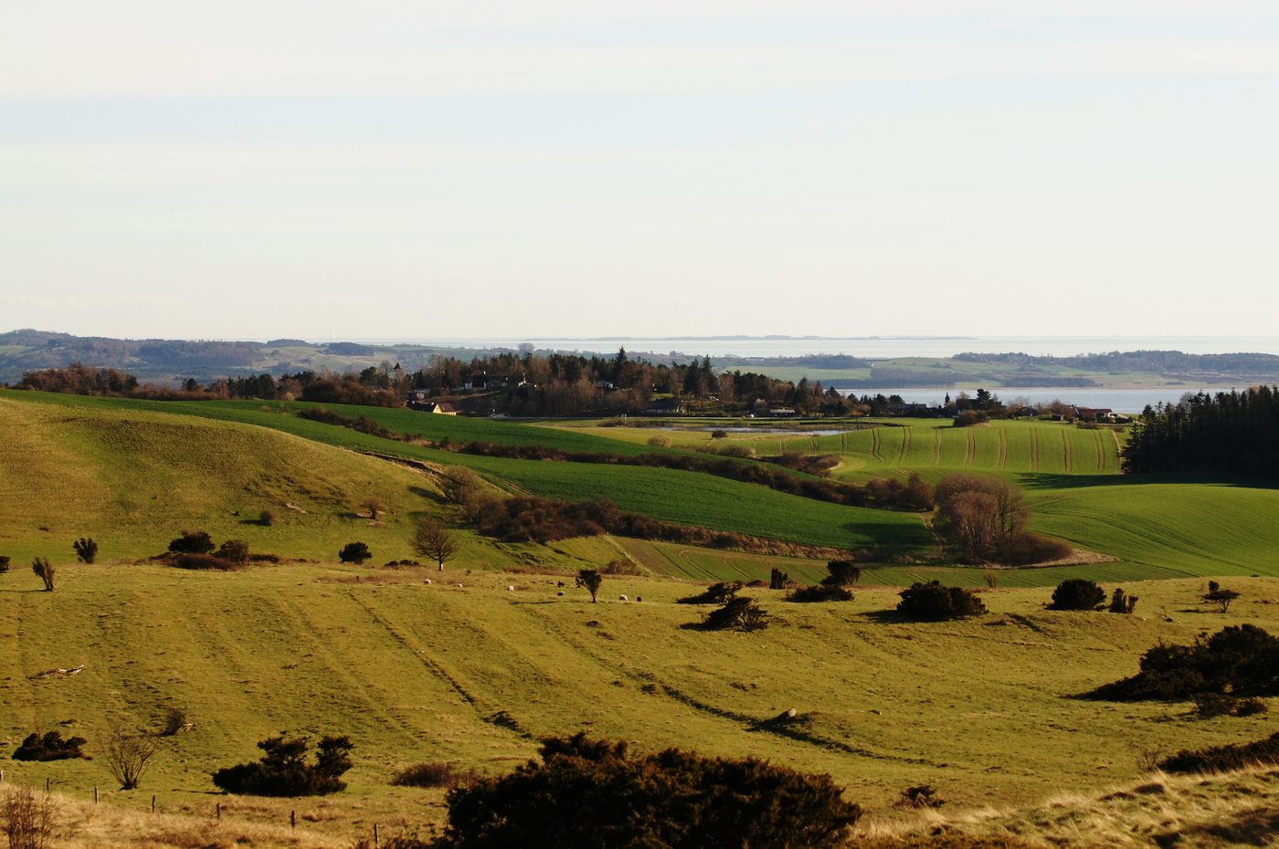 Rolling hills of Mols Bjerge National Park with heather and sheep tracks
