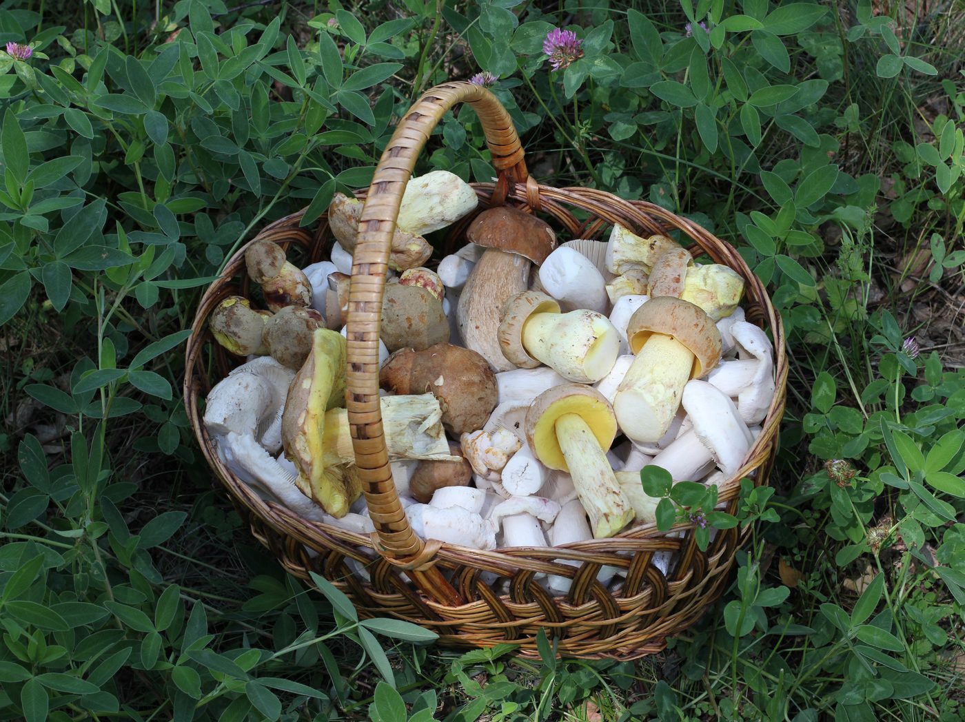 A basket of chanterelles and other edible forest mushrooms gathered in autumn