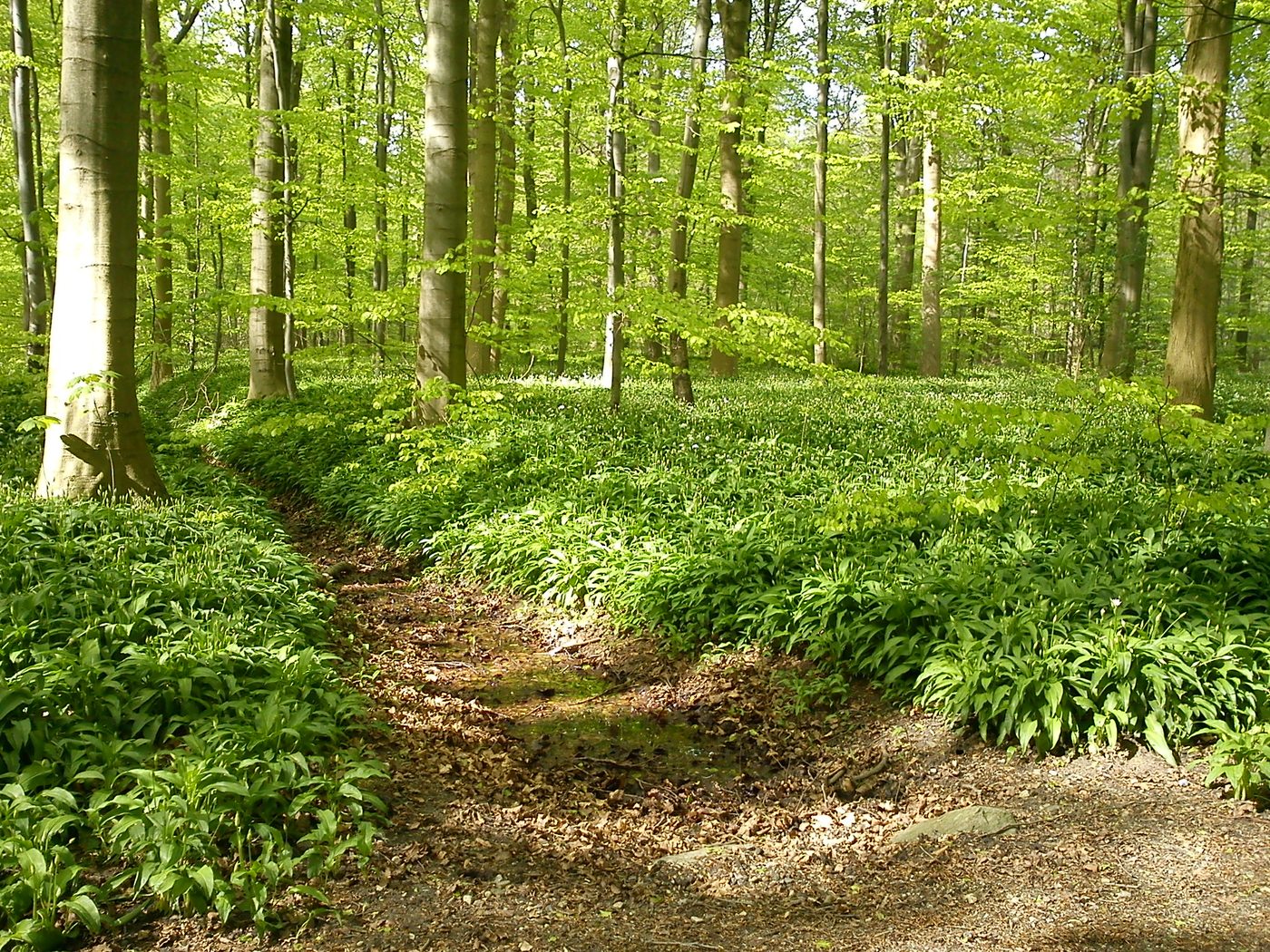 A Danish beech forest in May with the forest floor carpeted in flowering ramsløg (wild garlic, Allium ursinum)