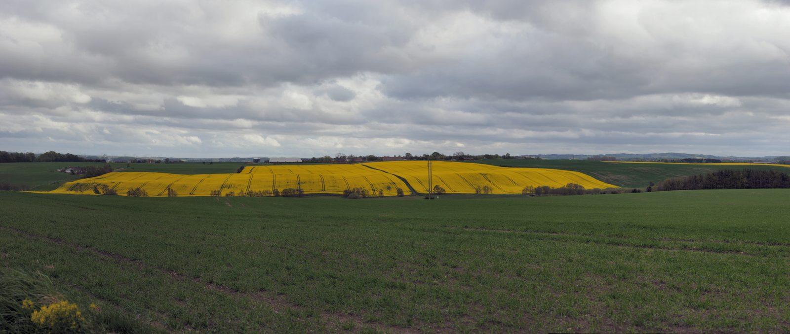 A rapeseed field in full yellow bloom near Borum, central Jutland — Denmark in mid-May