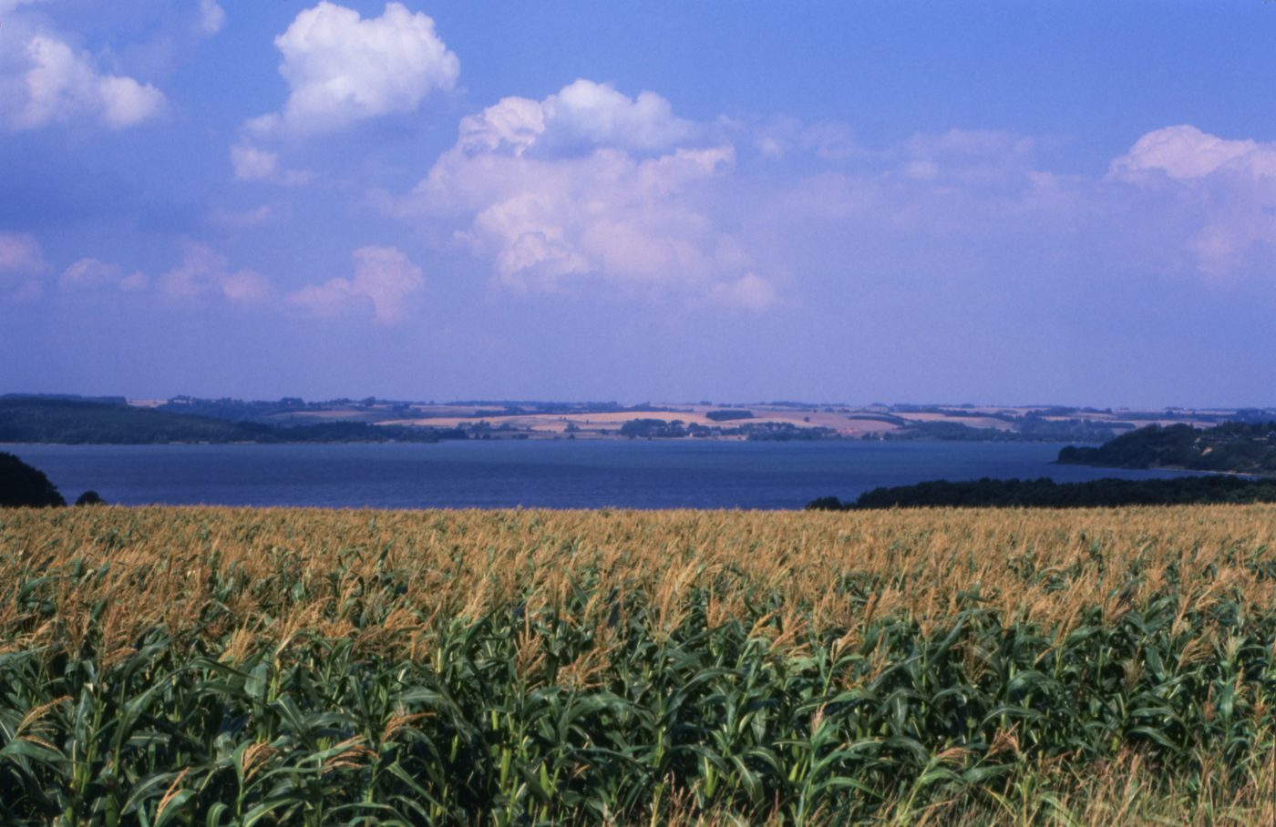 Mossø — Denmark's second-largest lake — seen across reeds on a still afternoon